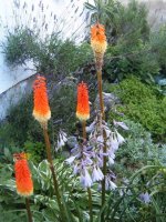 kniphofia hybrida.jpg