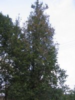 koje drvo 122.jpg