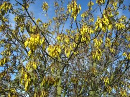 kowhai1.jpg