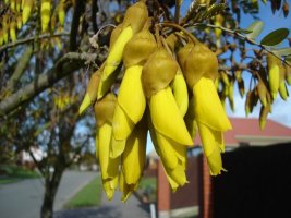 kowhai2.jpg