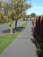 kowhai.jpg