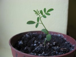 kowhai 24 09..jpg