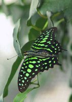 l_graphium.jpg