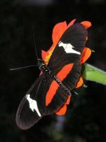 l_heliconius2.jpg