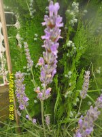 lavanda.jpg
