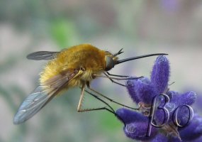 lavanda i buba.jpg