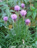 liatris1.jpg