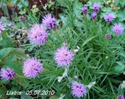 liatris2.jpg