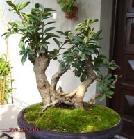 ligustrum1.jpg