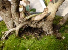ligustrum3.jpg