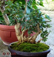 ligustrum 10 god.jpg