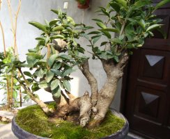 ligustrum 1 zadnja str..jpg
