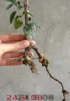 ligustrum 2.jpg