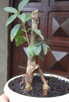 ligustrum 2a.jpg