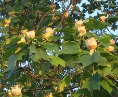 liriodendron1.jpg