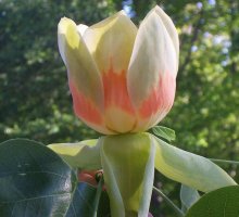 liriodendron2.jpg