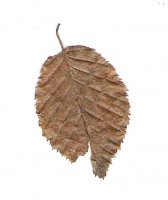 list 1.jpg