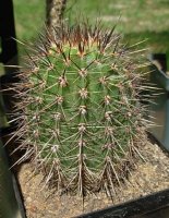 lobivia aurea.jpg