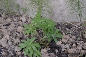lupinus 2.jpg