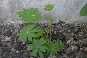 lupinus 3.jpg