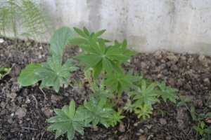 lupinus 4.jpg