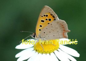lycaena phlaeas.jpg