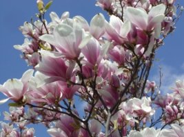 magnolia2.jpg