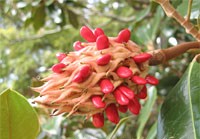 magnoliaPlod.jpg