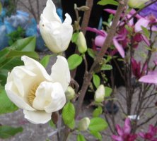 magnolije.jpg