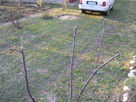 malus 018.jpg