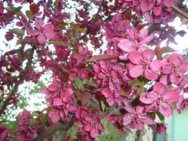 malus 1.jpg