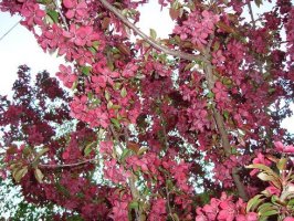 malus 3.jpg