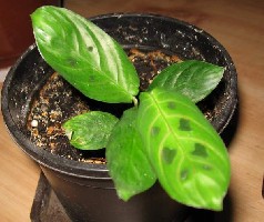maranta beba.JPG