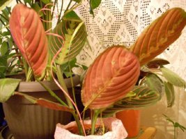 maranta spava.jpg