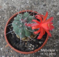 matucana3.jpg