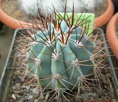 melocactus azureus.jpg