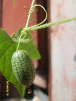 melothia-scabra-2.jpg