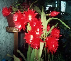 moj epiphylum.jpg