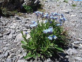 myosotis.jpg