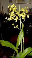 oncidium.jpg