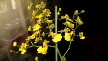 oncidium 2.jpg