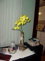 oncidium kuci1.jpg