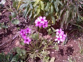 oxalis.jpg