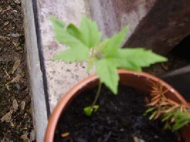 P6250037.jpg