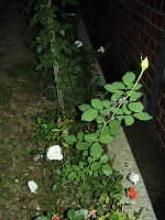 P8300012.JPG