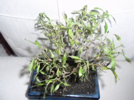 p9240155-2.jpg