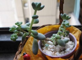 pachyphytum.jpg