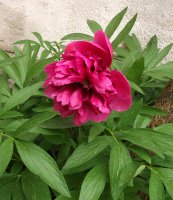 paeonia.jpg