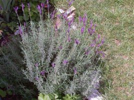 panska lavanda.jpg