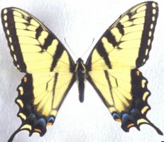 papilio glaucus.jpg